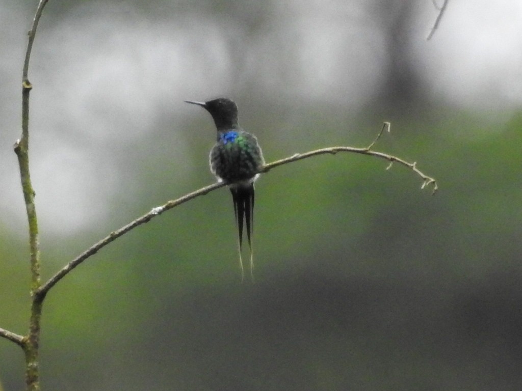 Green Thorntail - Daniel Garrigues