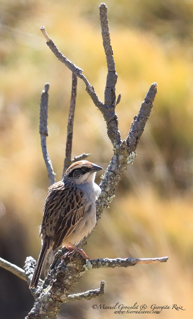 Striped Sparrow - ML25392511