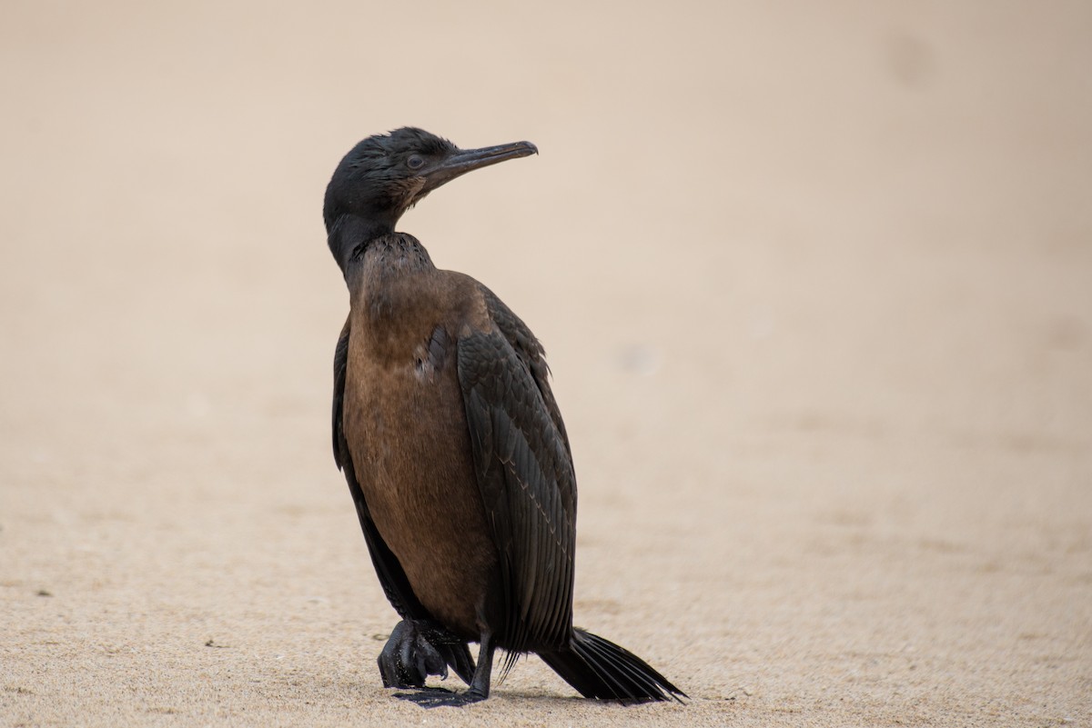 Brandt's Cormorant - ML253926231