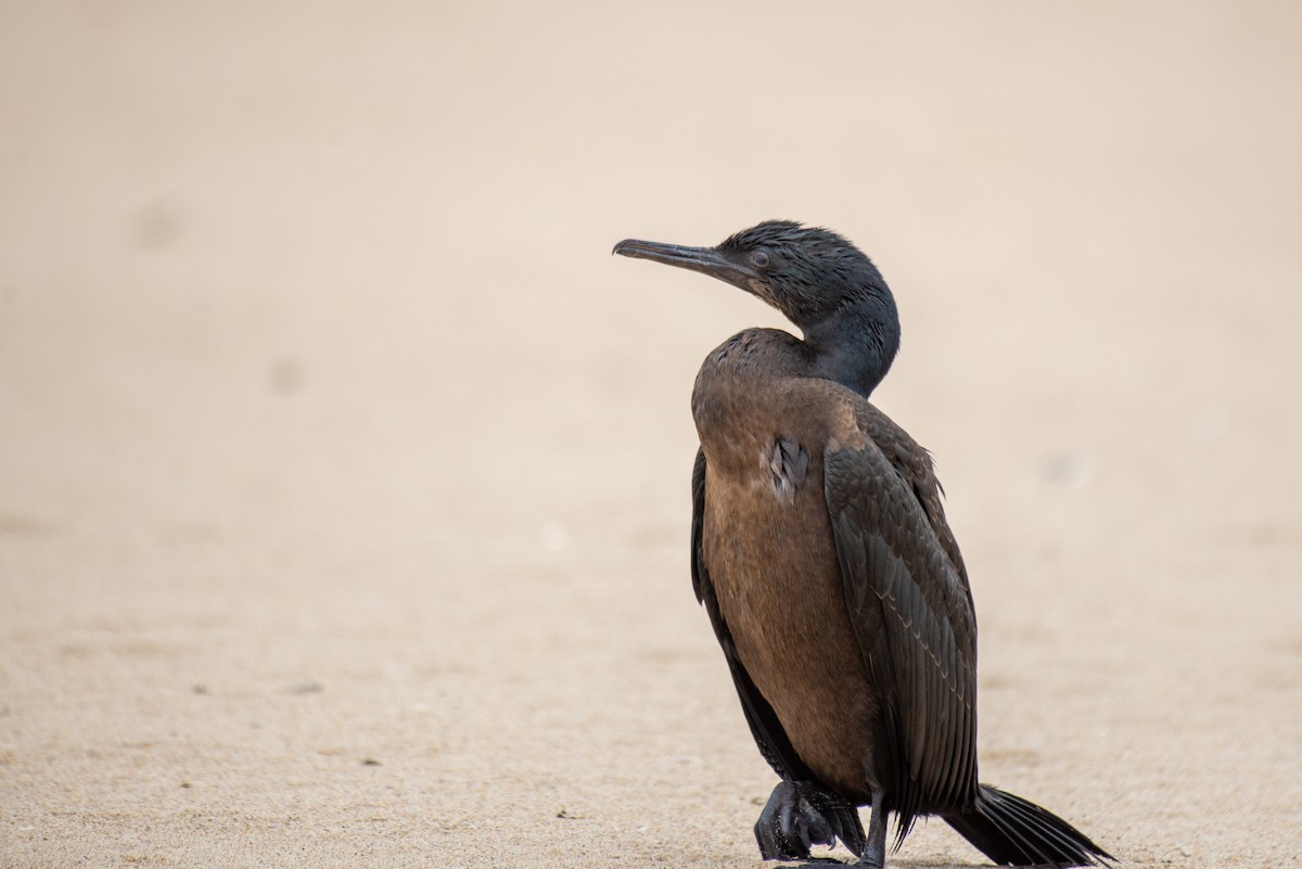 Brandt's Cormorant - ML253926241