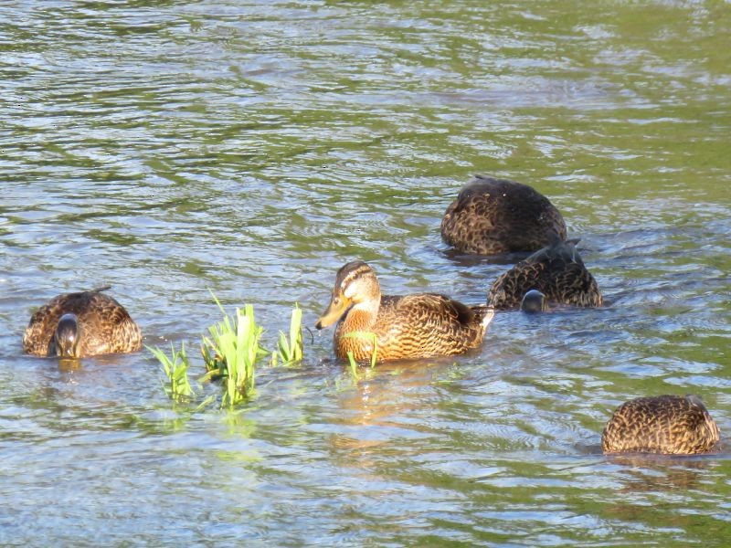 Canard colvert - ML253926611