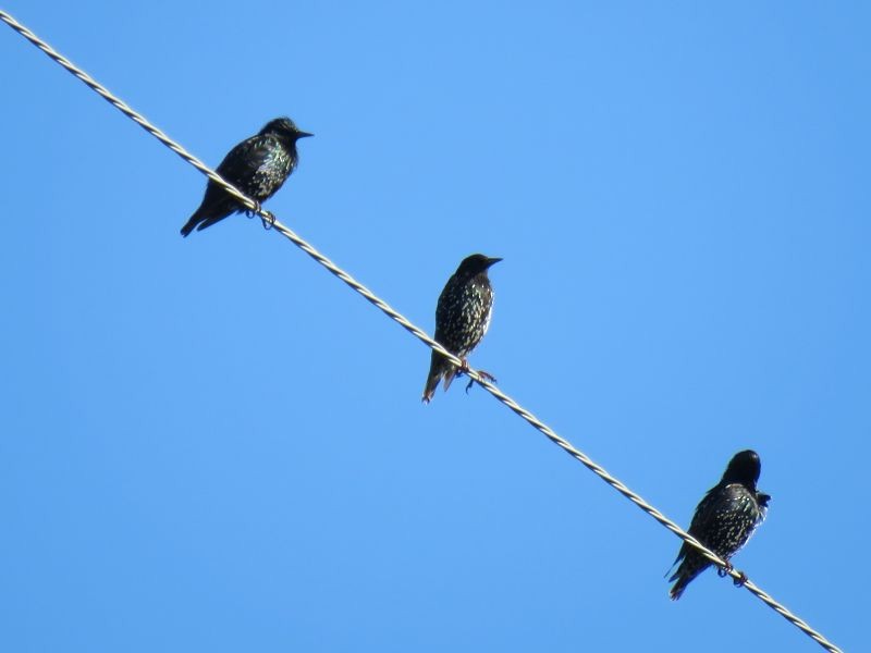 European Starling - ML253926711