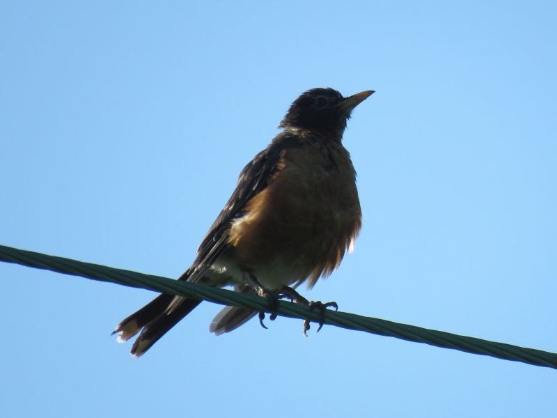 American Robin - ML253926801