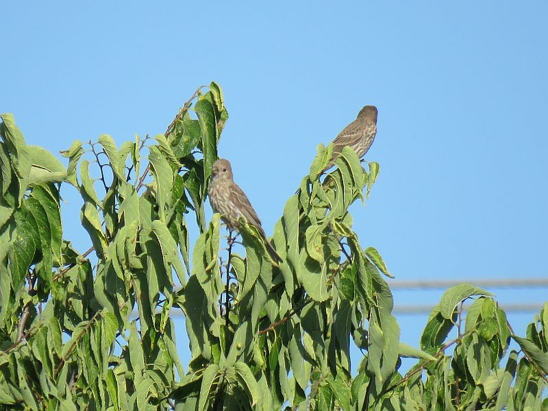 House Finch - ML253926971