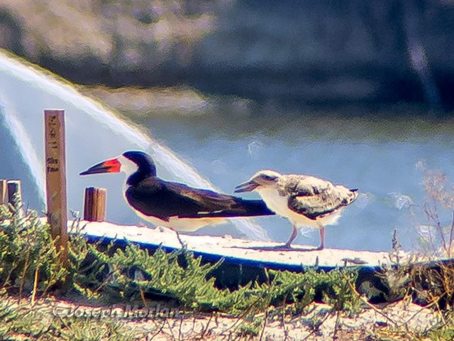 Black Skimmer - Joseph Morlan