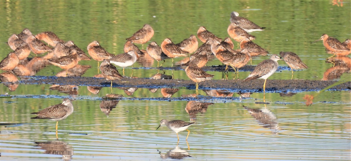 Long-billed Dowitcher - ML253928171