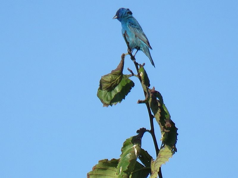 Indigo Bunting - Tracy The Birder