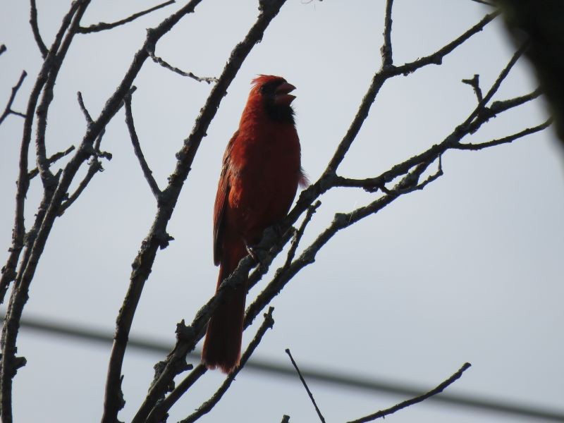 Northern Cardinal - ML253928261