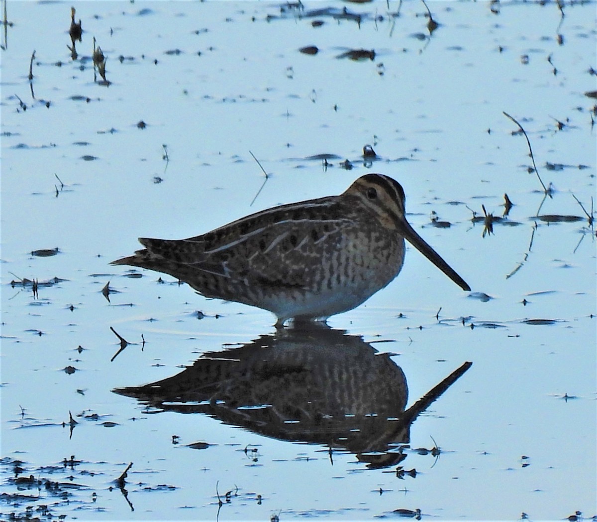 Wilson's Snipe - ML253928281