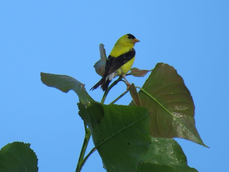 American Goldfinch - ML253928311