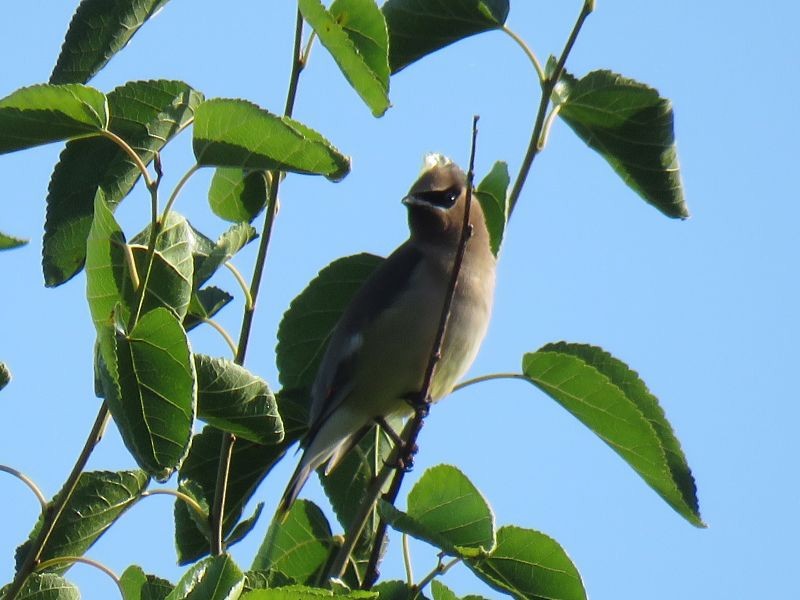 Cedar Waxwing - ML253928361