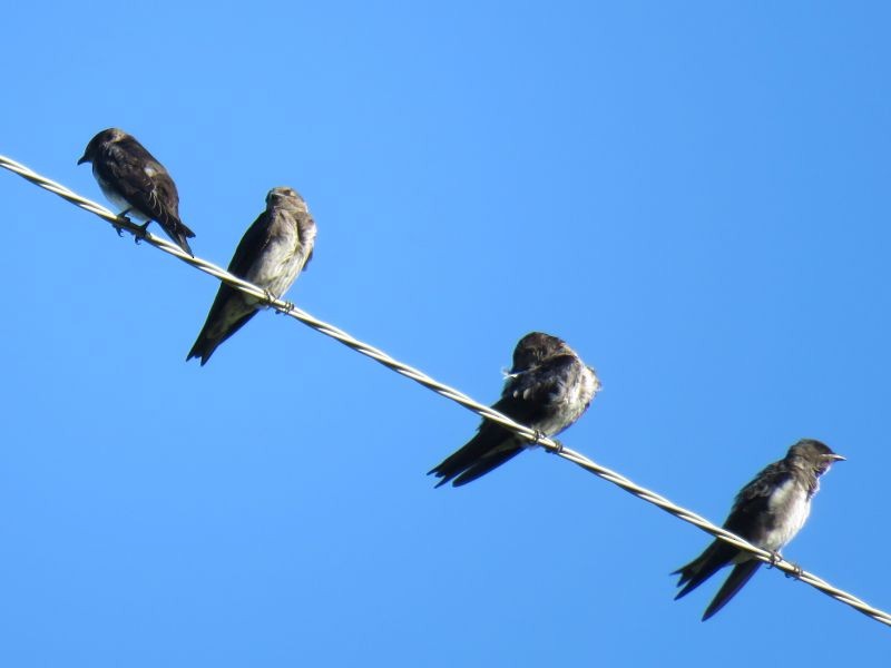 Purple Martin - ML253928461