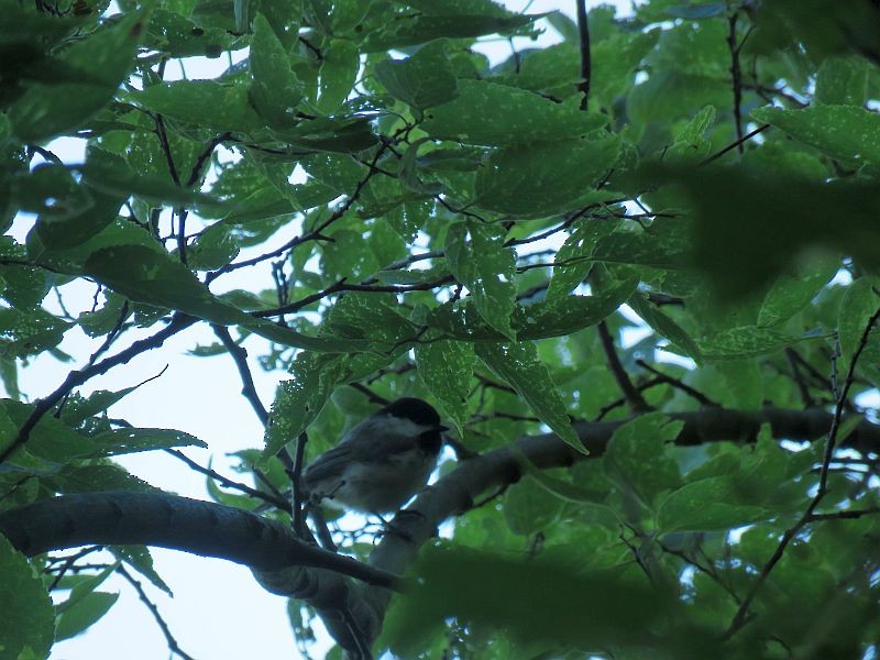 Carolina Chickadee - ML253928601