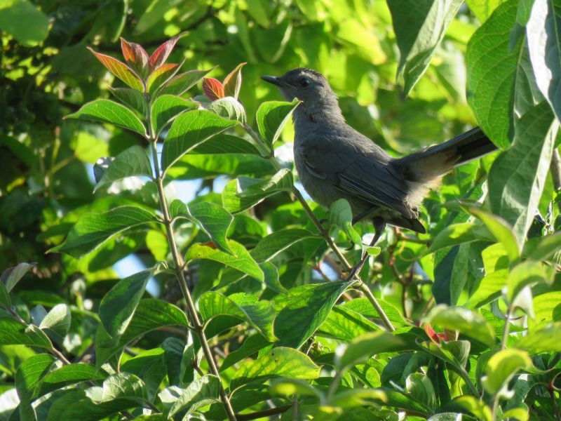 Pájaro Gato Gris - ML253928921