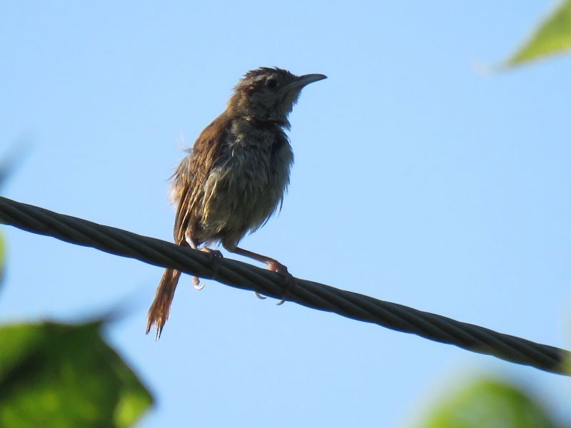 Carolina Wren - ML253928931