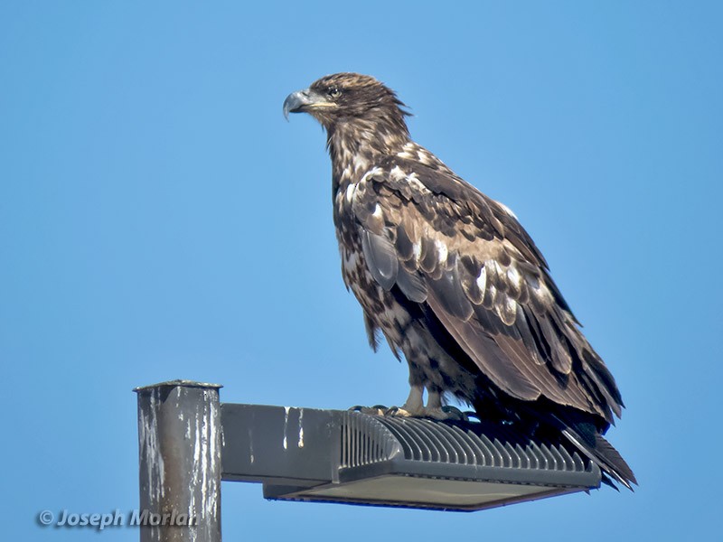 Bald Eagle - ML253929261