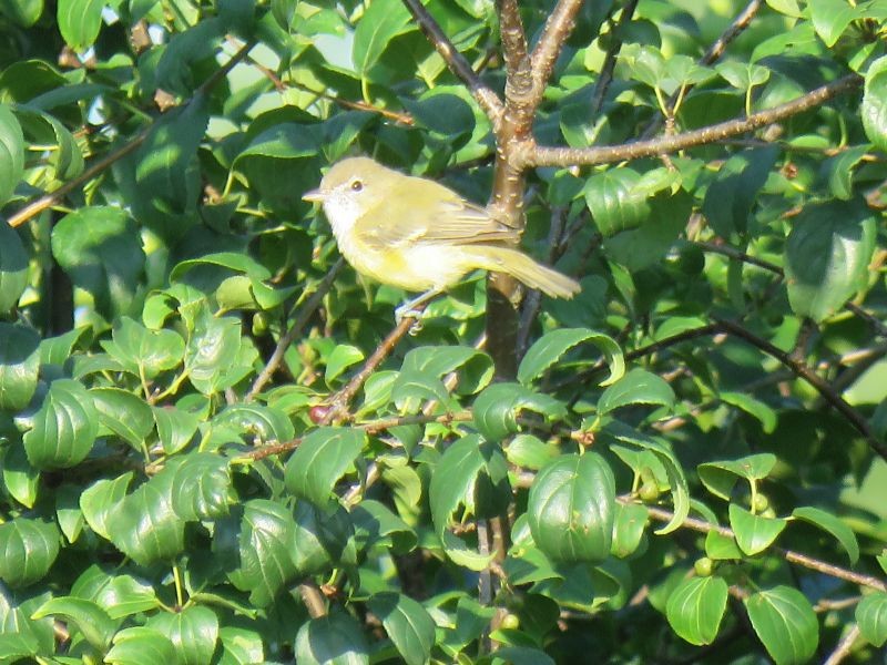 Bell's Vireo - ML253929531