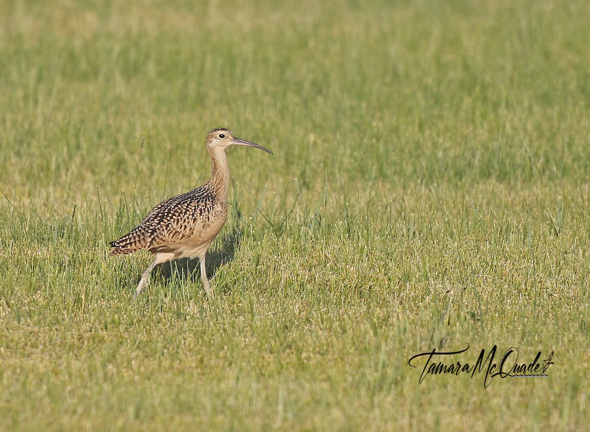 Long-billed Curlew - ML253933091