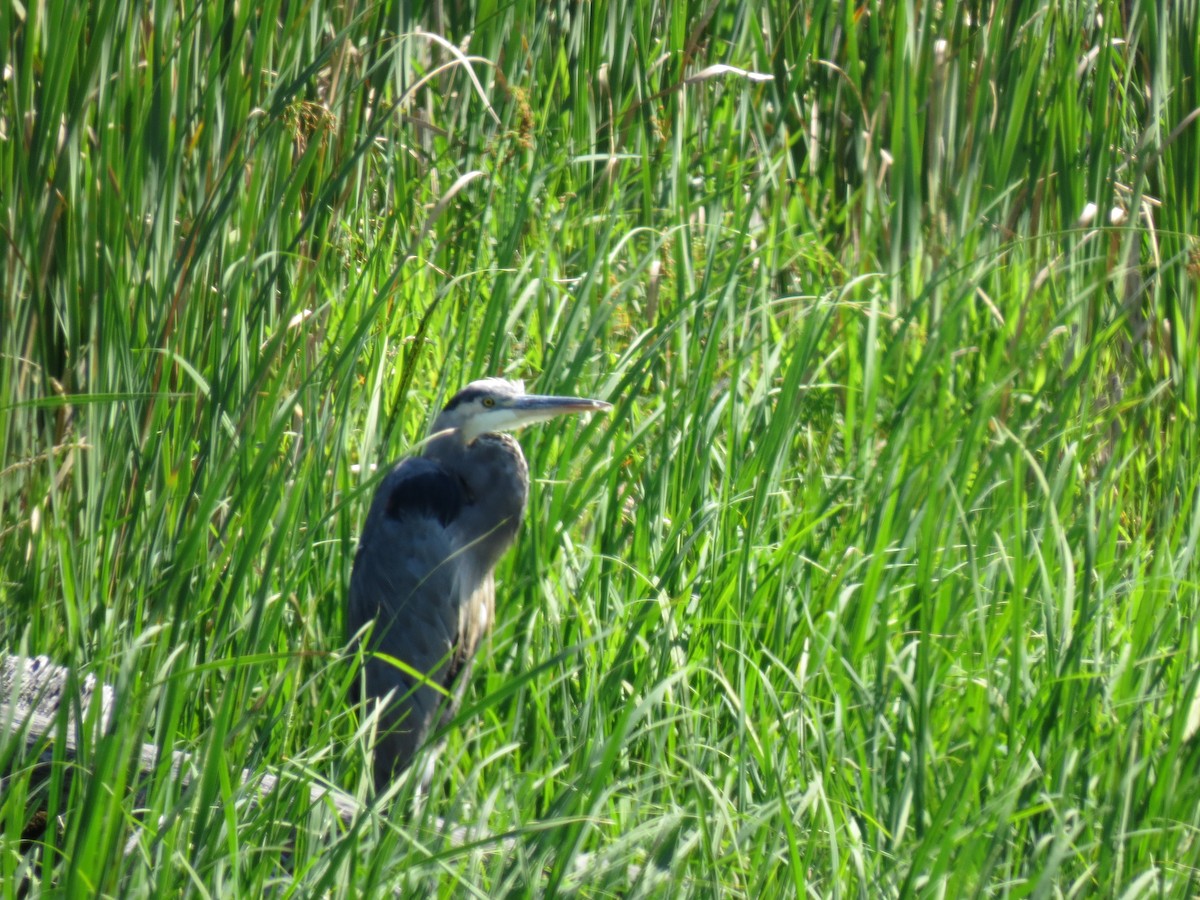 Great Blue Heron - ML253934881