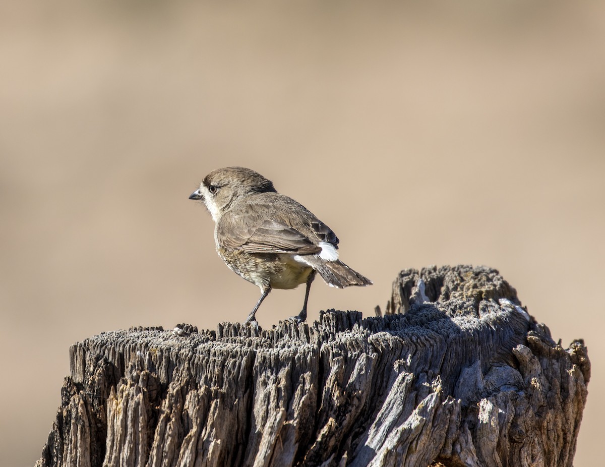 Acanthize blanchâtre - ML253935391