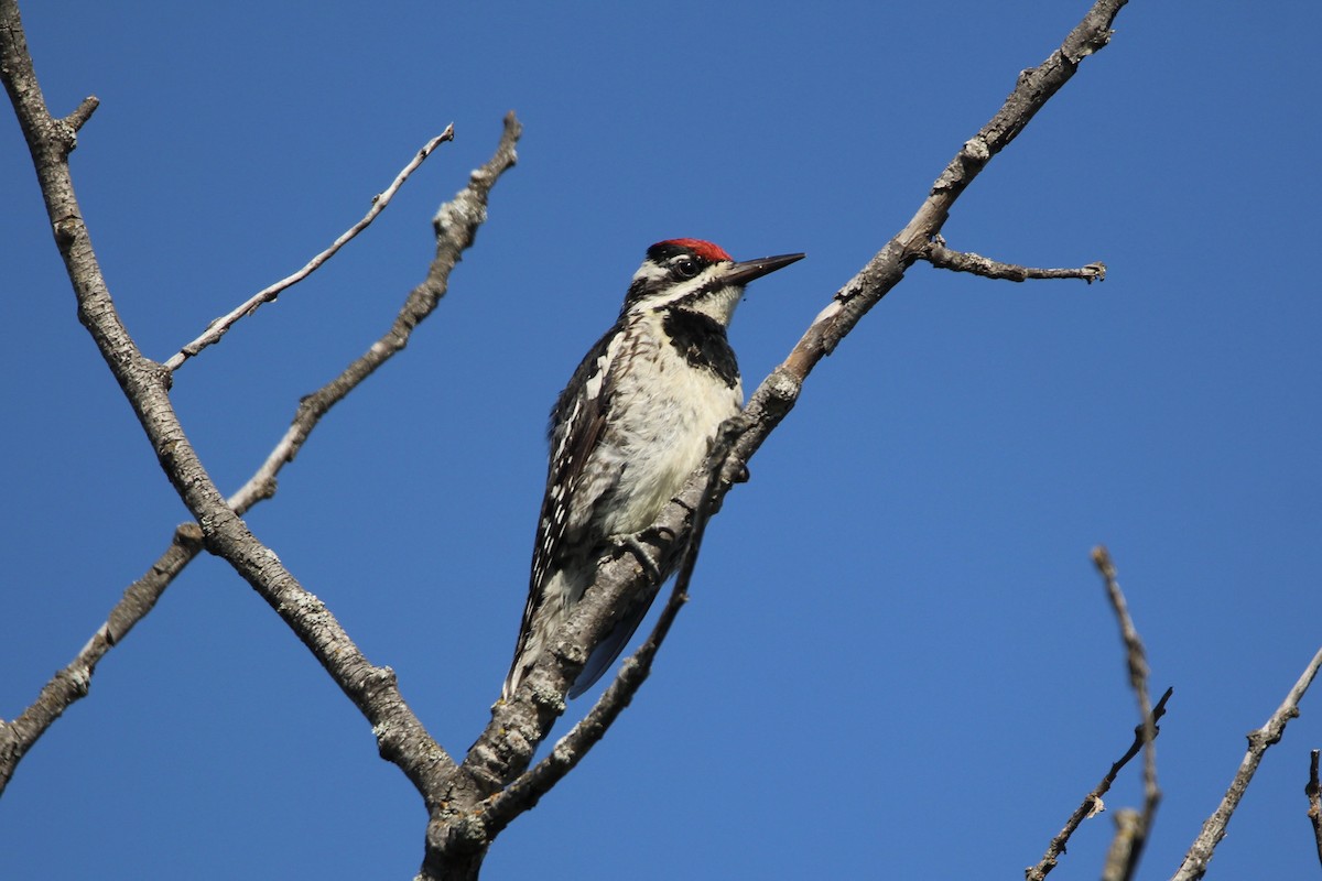 Yellow-bellied Sapsucker - ML253936061