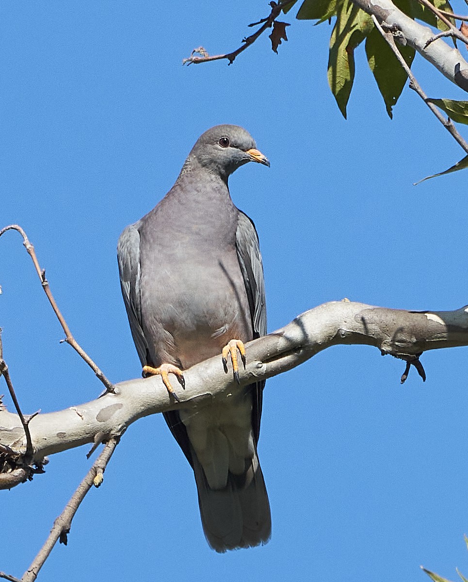 Band-tailed Pigeon - ML253940121