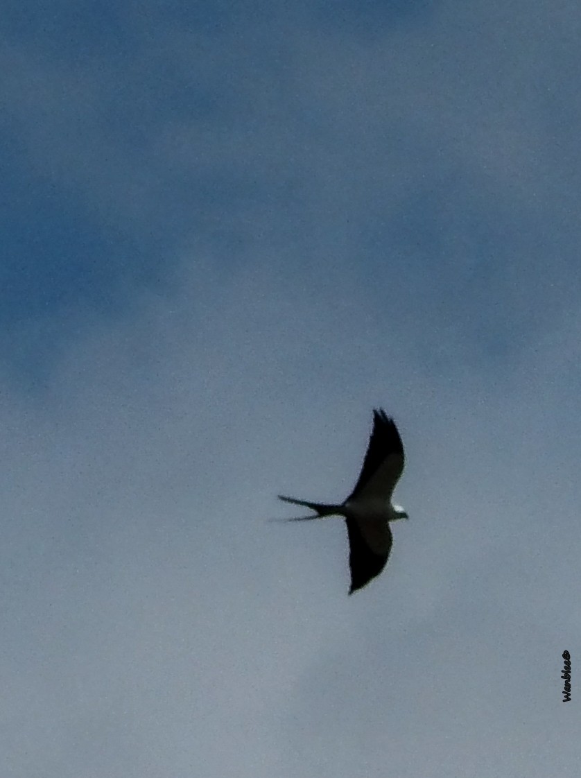 Swallow-tailed Kite - ML253940711
