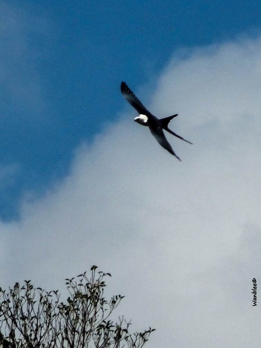 Swallow-tailed Kite - ML253940761