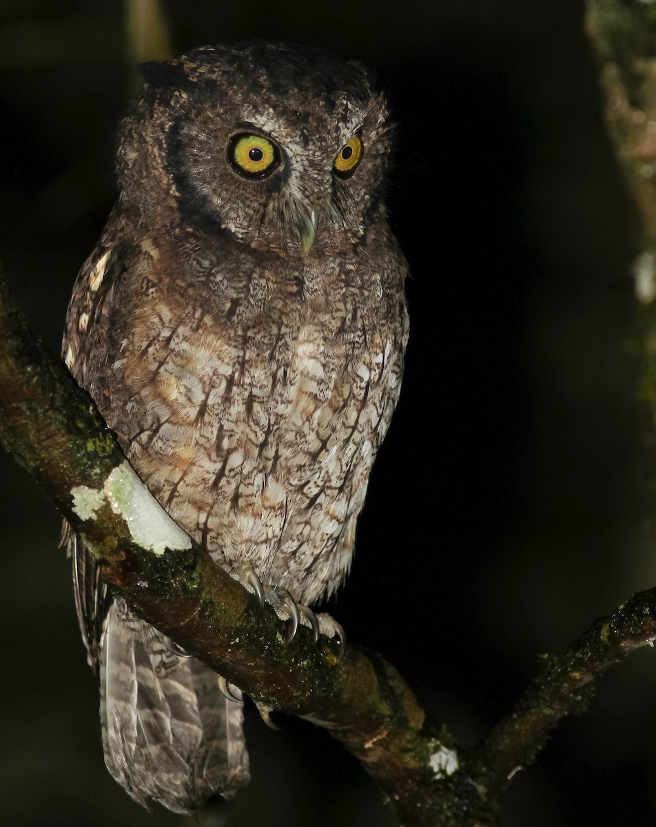 Black-capped Screech-Owl - ML25394291