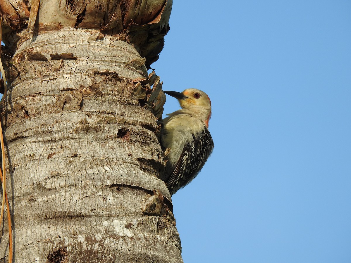 Red-bellied Woodpecker - Janet Saczawa