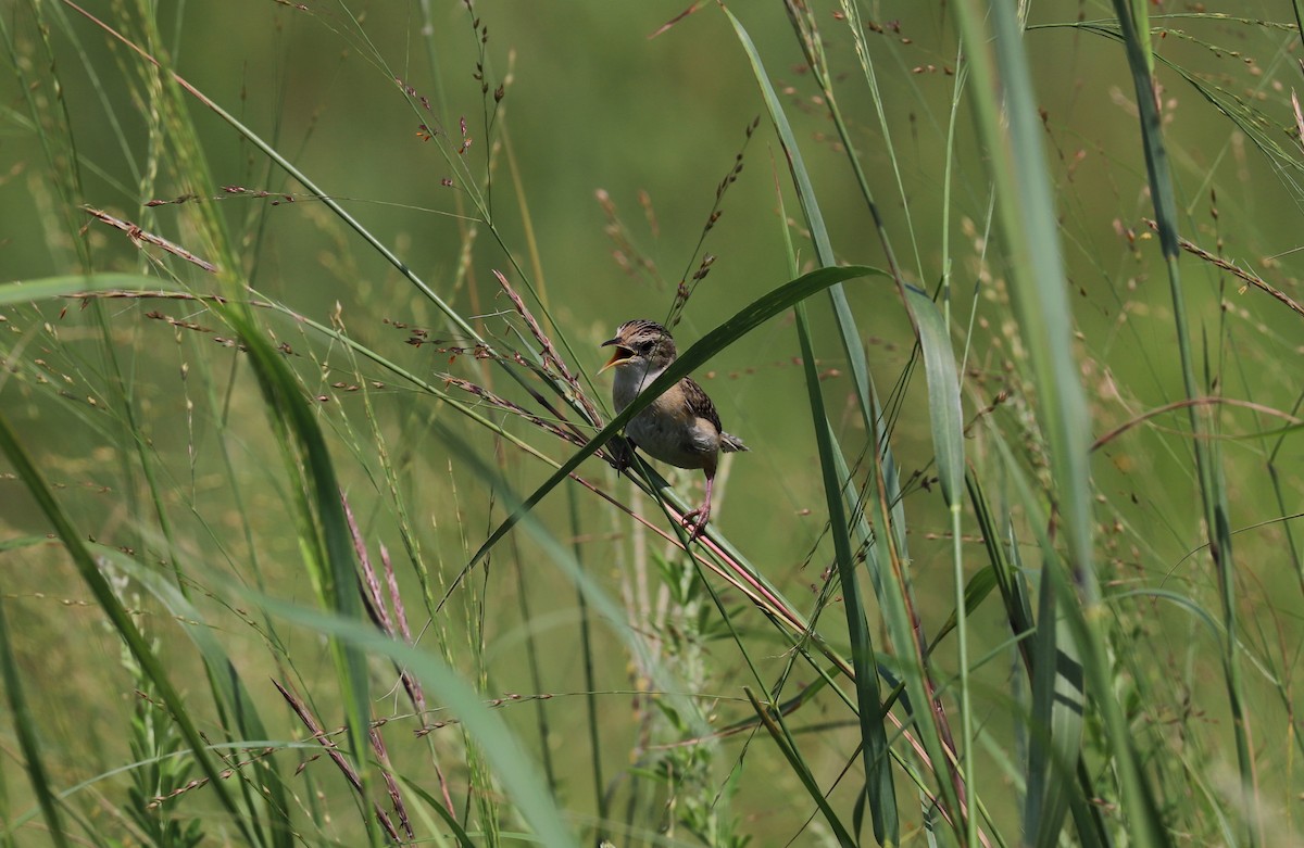 Sedge Wren - ML253944661