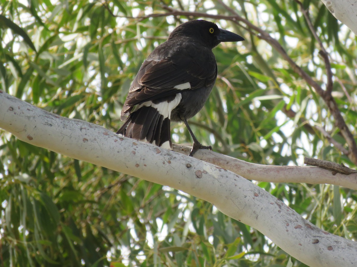 Pied Currawong - ML253944941