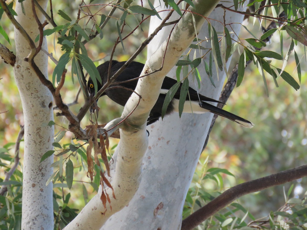 Pied Currawong - ML253944971