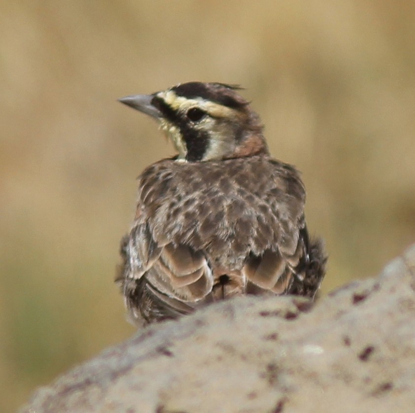 Horned Lark - ML253945811