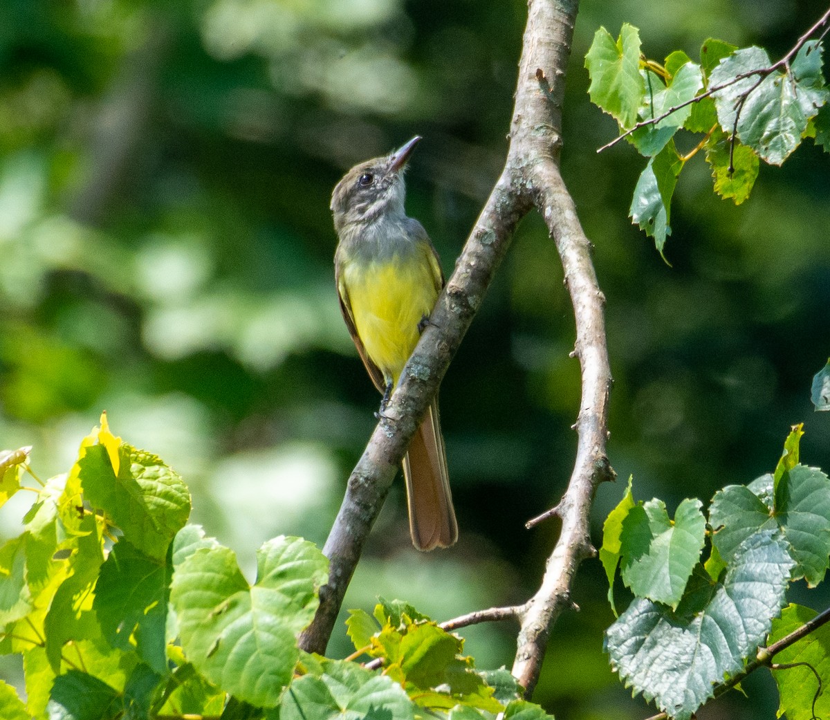 Great Crested Flycatcher - ML253946161