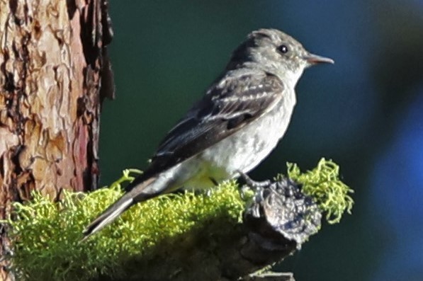 Gray Flycatcher - ML253949181