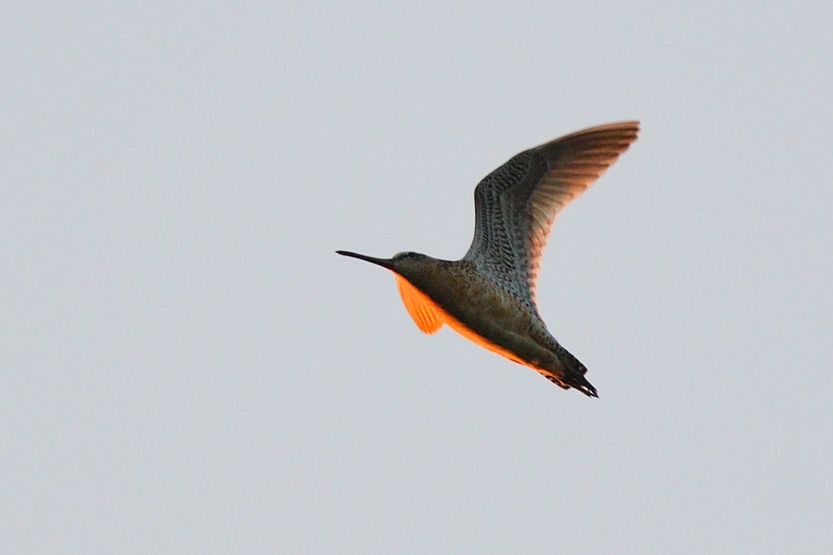 Short-billed Dowitcher - ML253949371