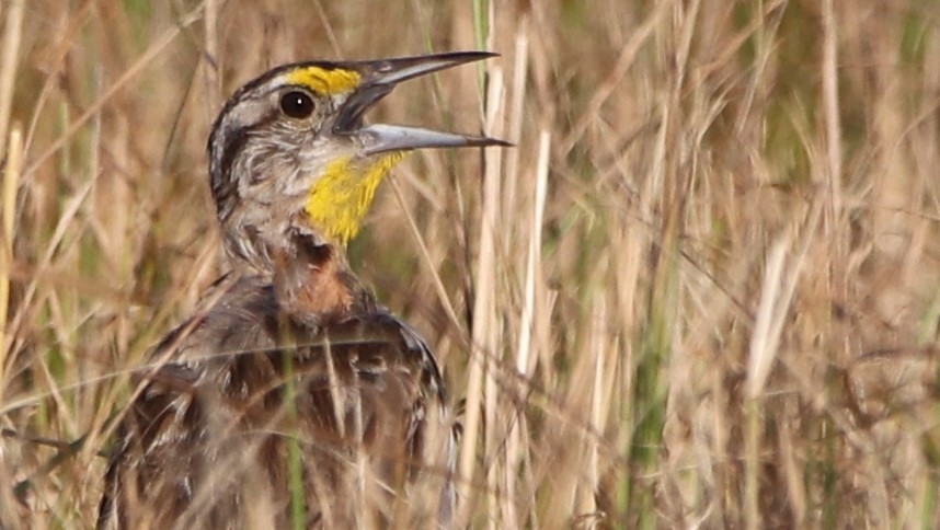 Eastern Meadowlark - ML253949731