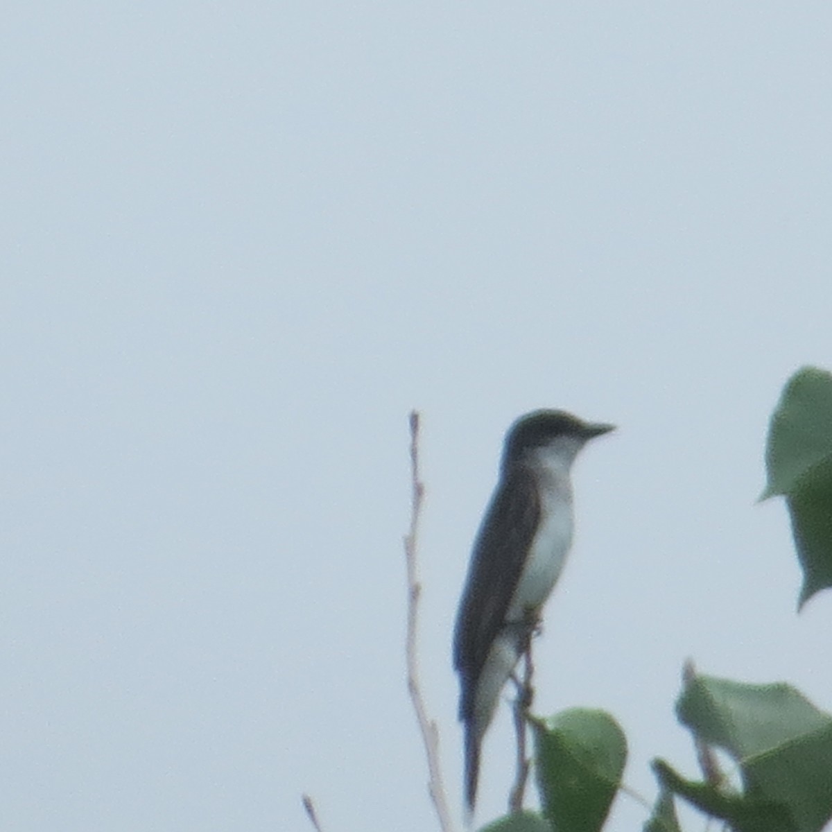 Eastern Kingbird - ML253950181