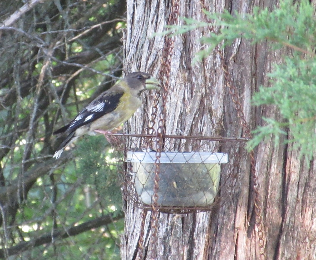 Evening Grosbeak - ML253950661