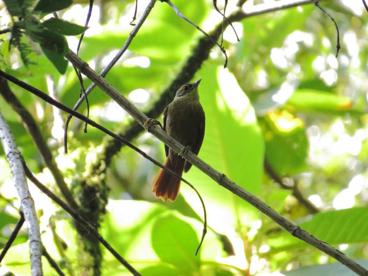 Scaly-throated Foliage-gleaner - ML253950861