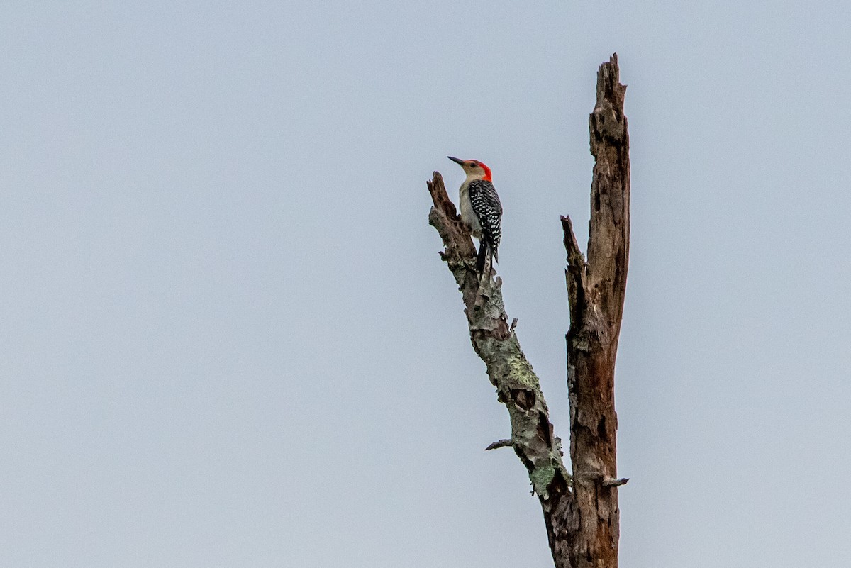 Red-bellied Woodpecker - ML253951101
