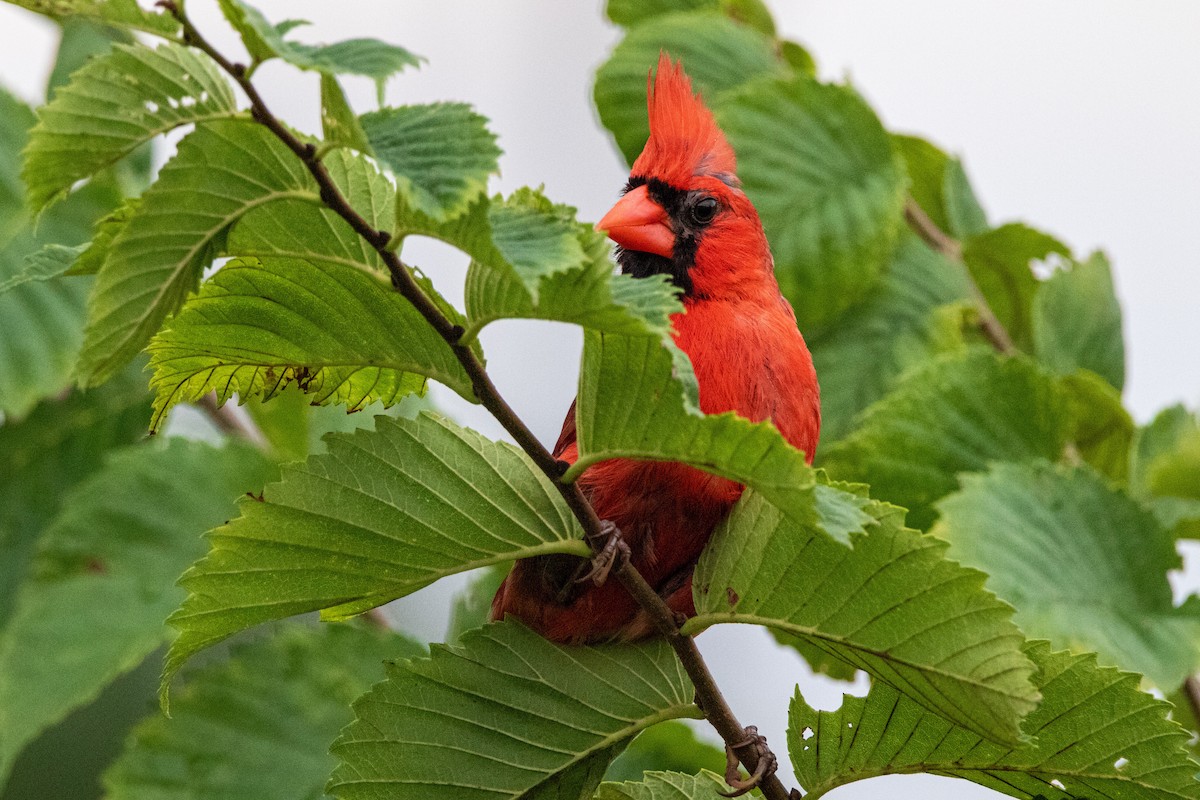Northern Cardinal - ML253951111