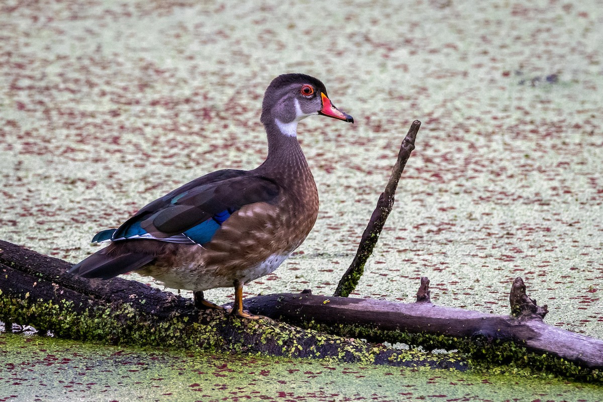 Wood Duck - ML253951241