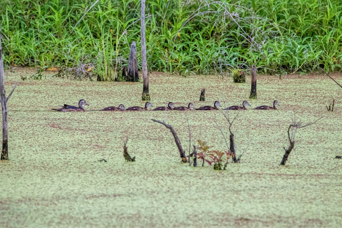 Wood Duck - ML253951311