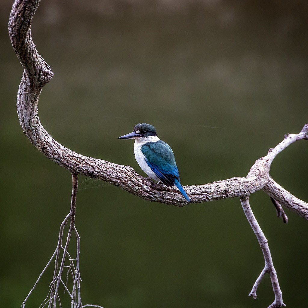 Torresian Kingfisher - ML253951791