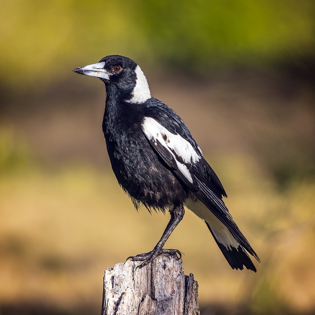 Australian Magpie - ML253951841