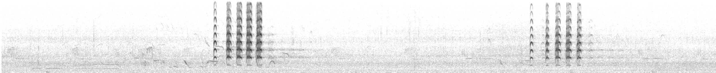 Чайка білошия (підвид novaehollandiae) - ML253952201