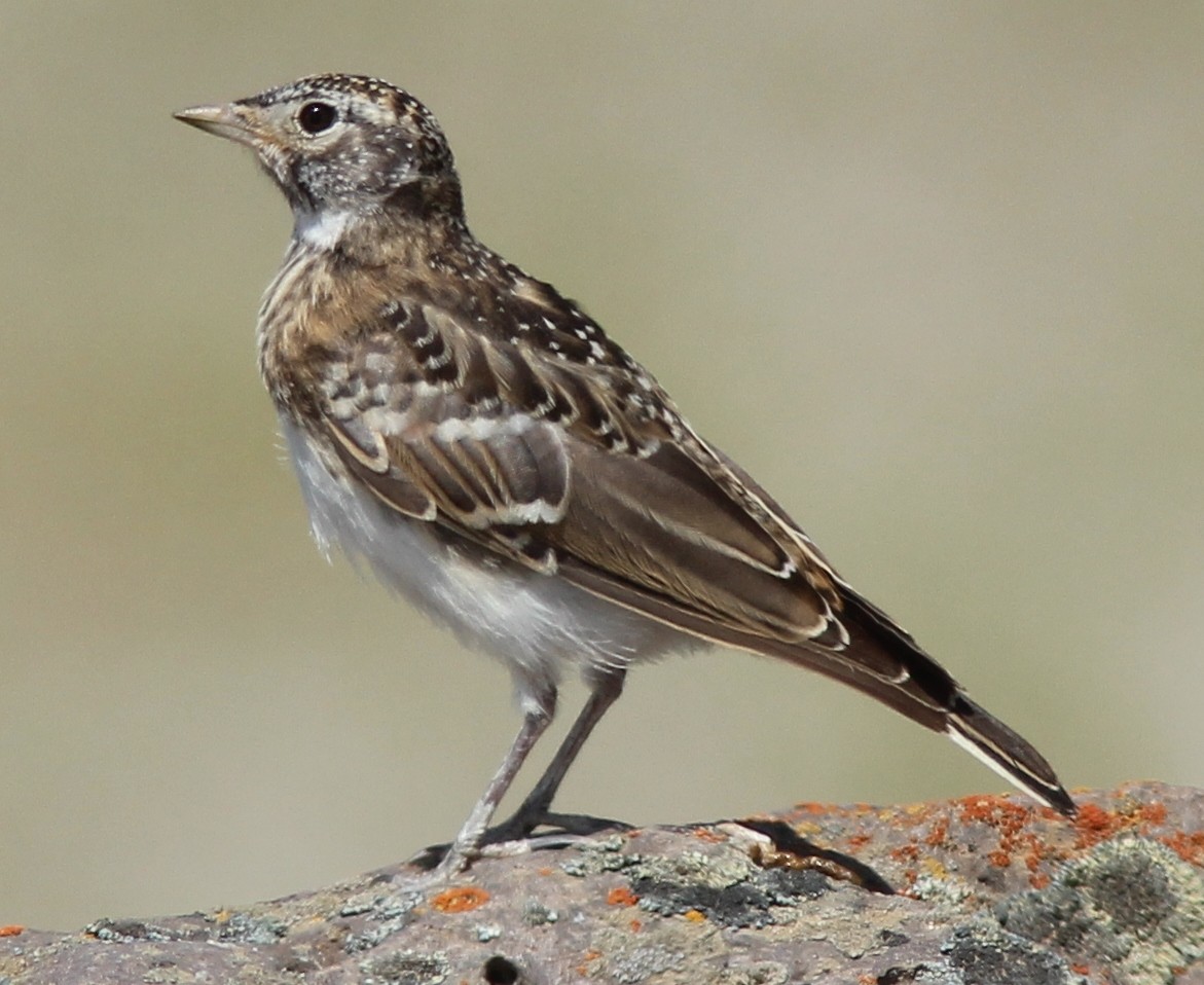 Horned Lark - ML253954551