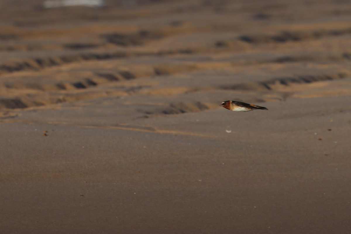 Cliff Swallow - ML253955261